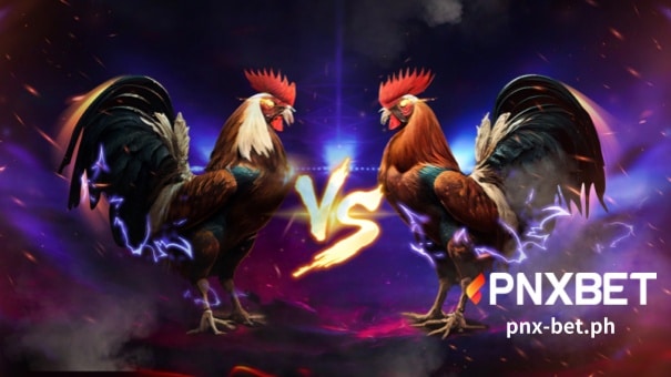 If you want to breed sabong champions, you should invest in the best sabong breeds. As with other animals, some sabong breeds have a higher chance of winning in close combat in the fighting ring. If you are a sabong, PNXBET is the top sabong breed that can help you win sabong tournaments.